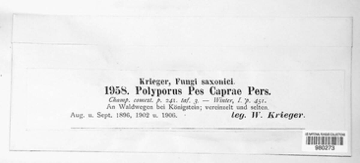 Polyporus pes-caprae image